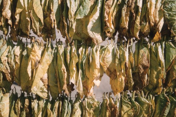 Tobacco leaves drying — roll your own cigarettes guide