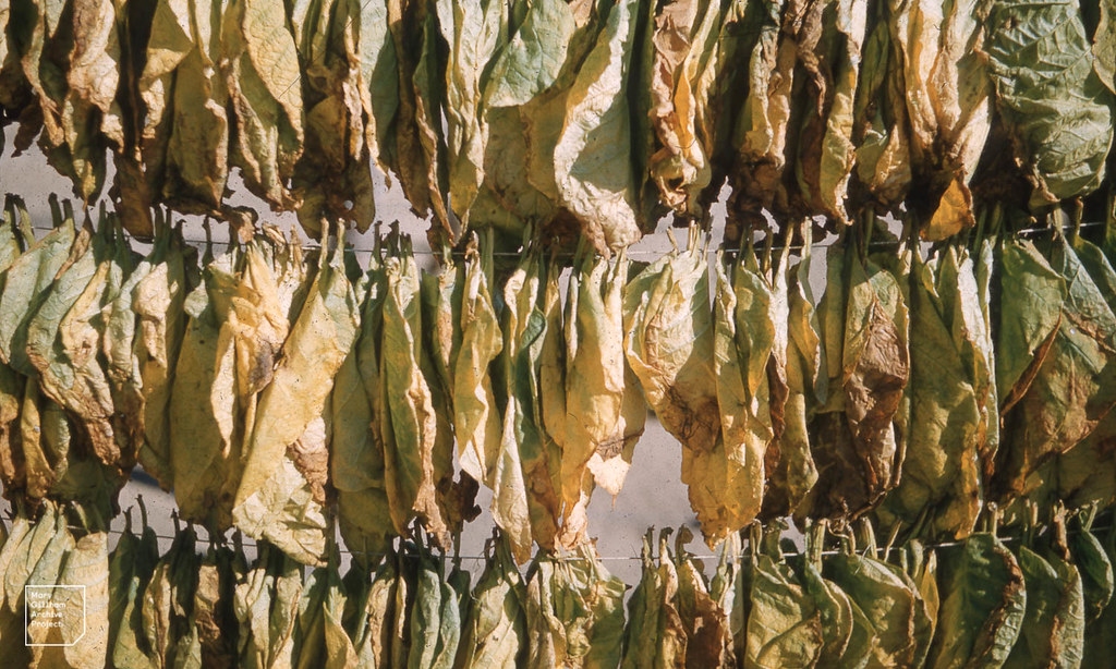 Tobacco leaves drying — roll your own cigarettes guide
