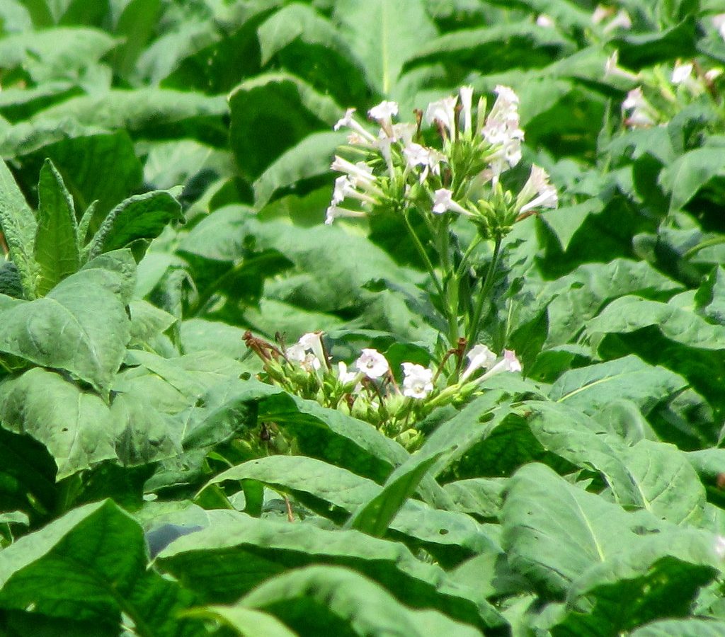 Flowering tobacco plants growing — can you grow your own tobacco