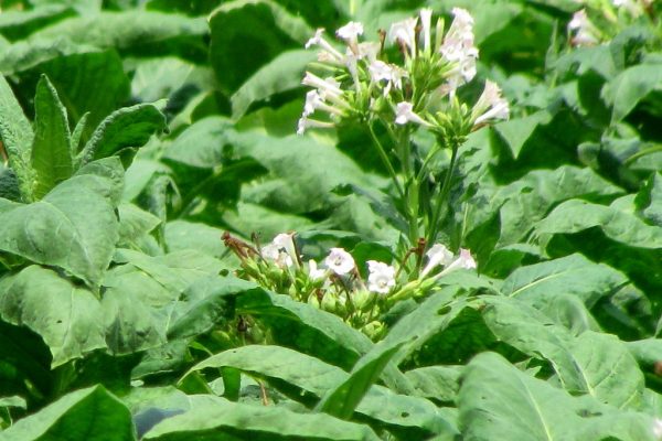 Flowering tobacco plants growing — can you grow your own tobacco