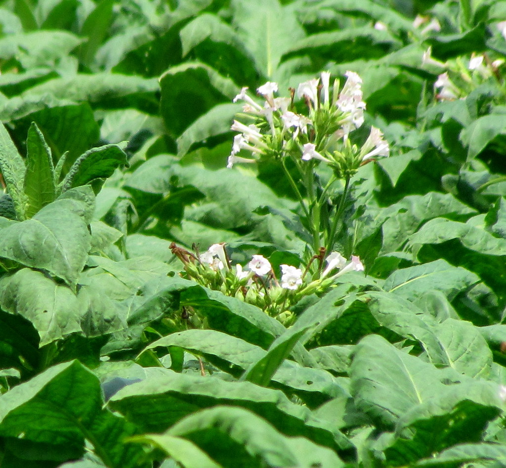 Flowering tobacco plants growing — can you grow your own tobacco